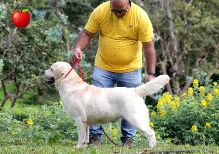 DogsIndia.com - Labrador Retriever - Apple Kennels - Karthikeyan