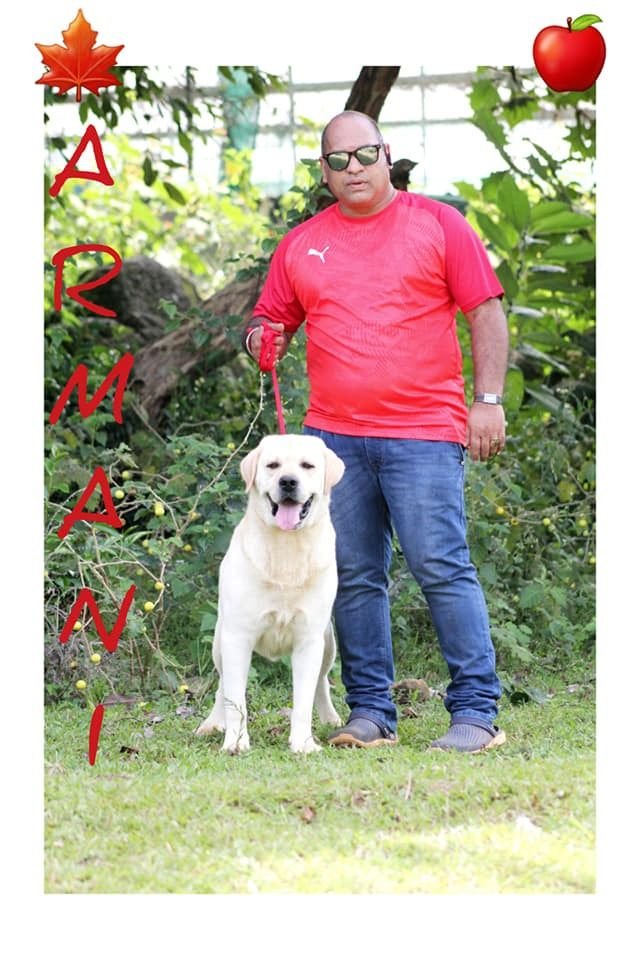 DogsIndia.com - Labrador Retriever - Apple Kennels - Karthikeyan