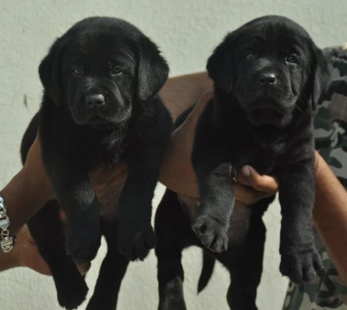 DogsIndia.com - Labrador Retriever - Apple Kennels - Karthikeyan
