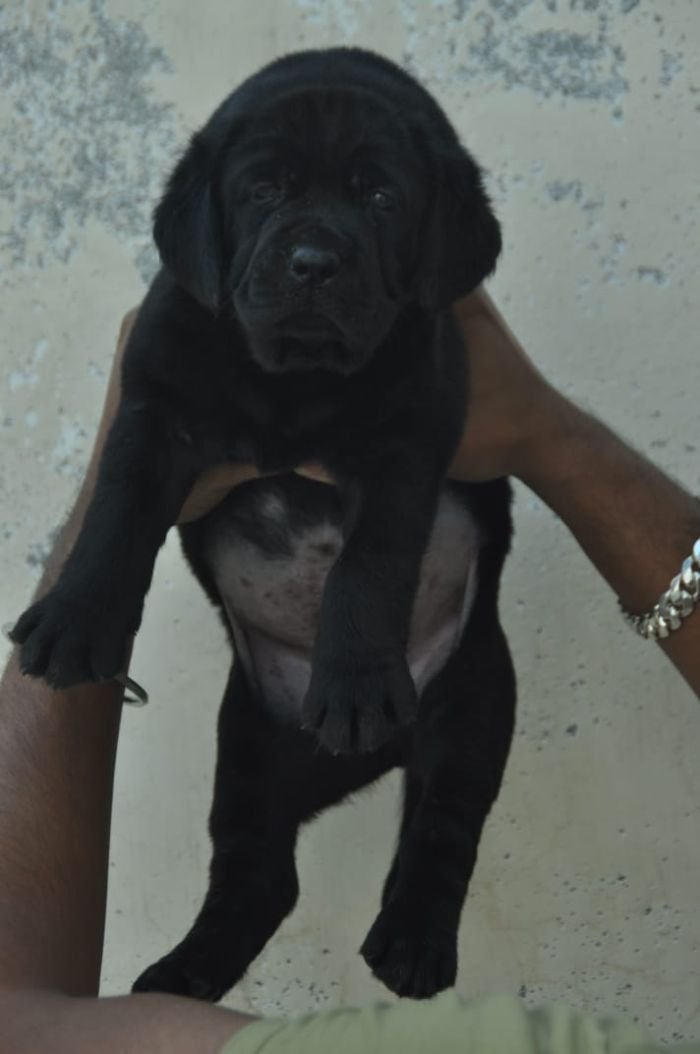 DogsIndia.com - Labrador Retriever - Apple Kennels - Karthikeyan
