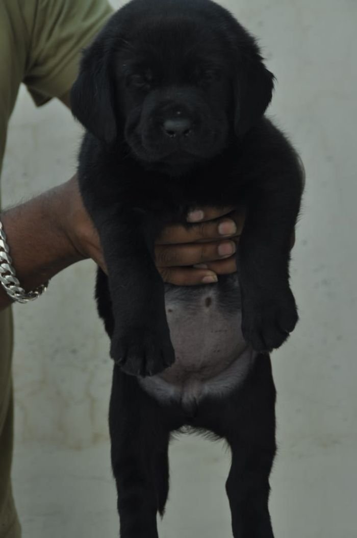 DogsIndia.com - Labrador Retriever - Apple Kennels - Karthikeyan