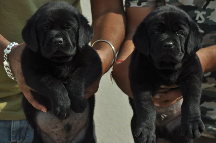 DogsIndia.com - Labrador Retriever - Apple Kennels - Karthikeyan