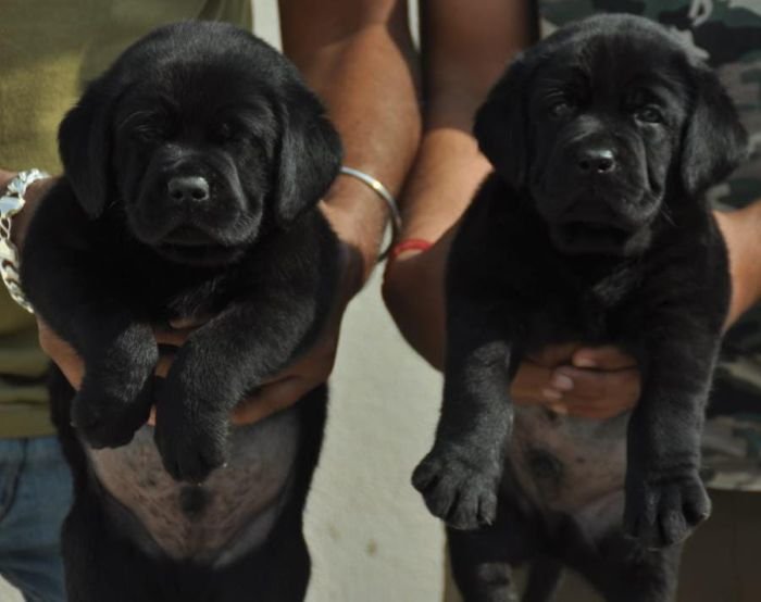 DogsIndia.com - Labrador Retriever - Apple Kennels - Karthikeyan