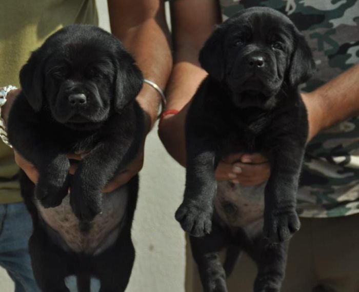 DogsIndia.com - Labrador Retriever - Apple Kennels - Karthikeyan