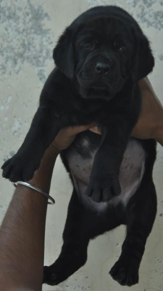 DogsIndia.com - Labrador Retriever - Apple Kennels - Karthikeyan