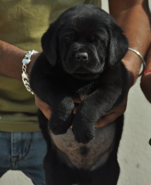 DogsIndia.com - Labrador Retriever - Apple Kennels - Karthikeyan