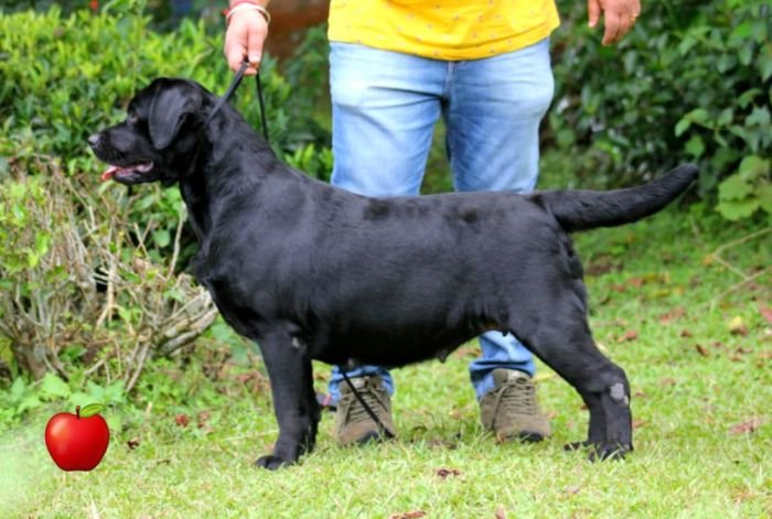 DogsIndia.com - Labrador Retriever - Apple Kennels - Karthikeyan