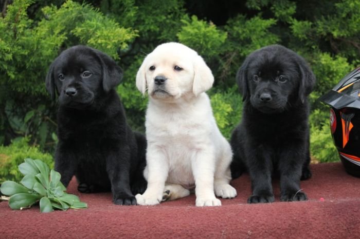 DogsIndia.com - Labrador Retriever - Apple Kennels - Karthikeyan