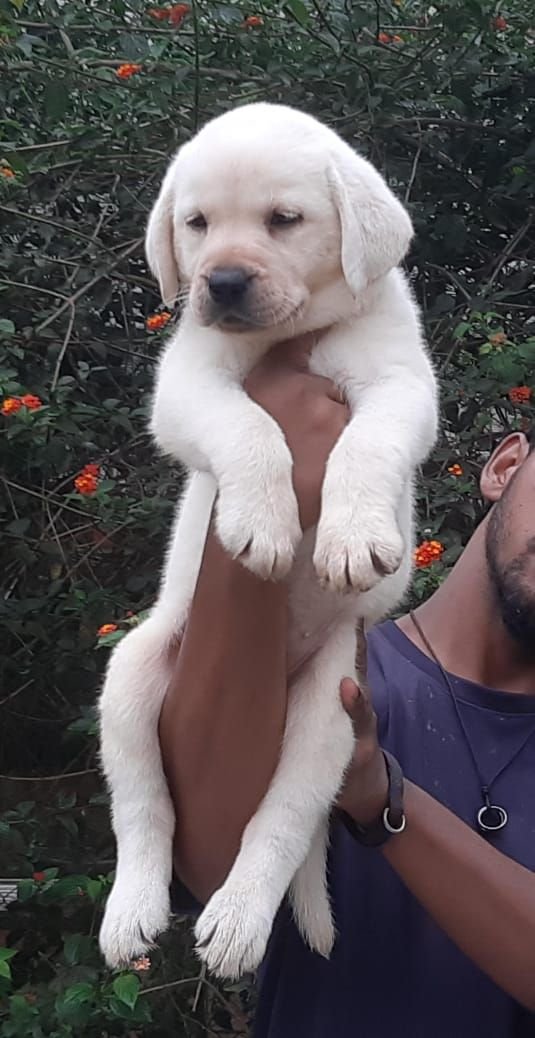 DogsIndia.com - Labrador Retriever - Apple Kennels - Karthikeyan