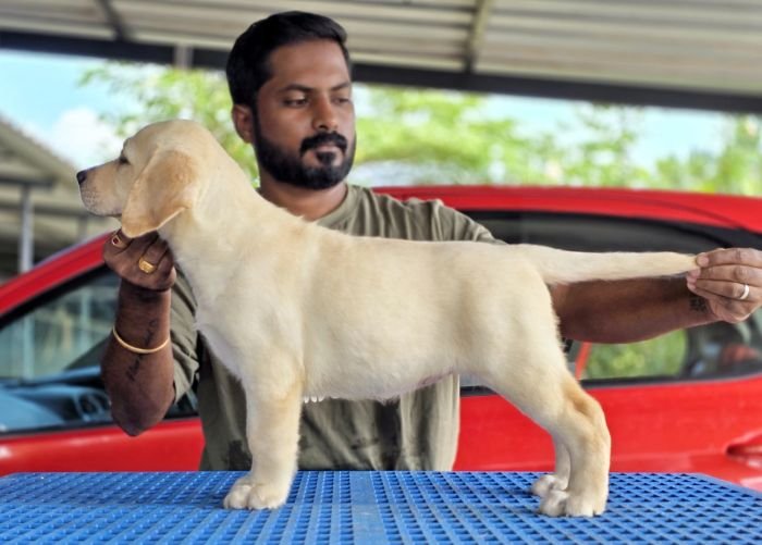 DogsIndia.com - Labrador Retriever - Arun Karthick - Signaturestacks Kennel