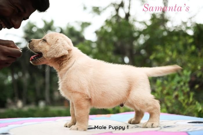DogsIndia.com Labrador Retriever Dr.Atanu