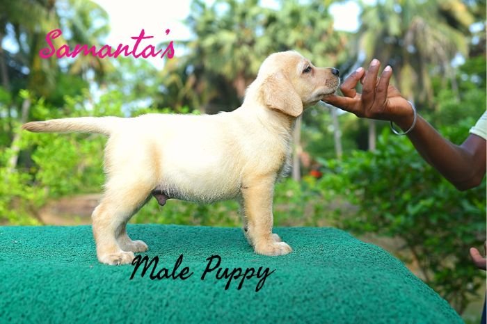 DogsIndia.com Labrador Retriever Dr.Atanu