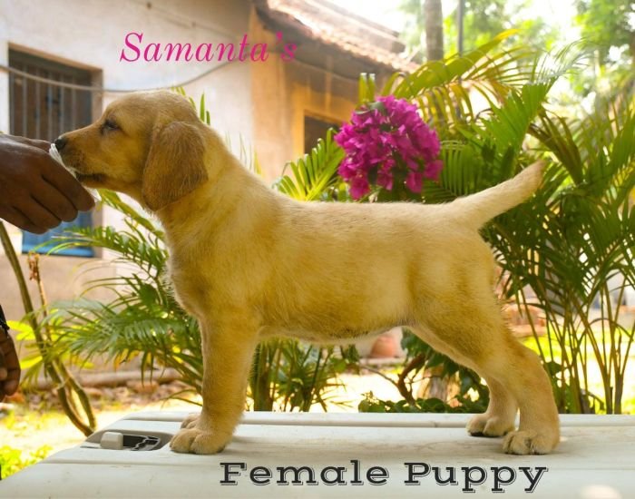 DogsIndia.com Labrador Retriever Dr.Atanu