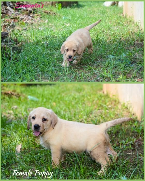 DogsIndia.com Labrador Retriever Dr.Atanu