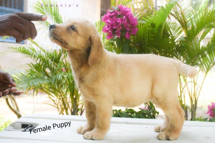 DogsIndia.com Labrador Retriever Dr.Atanu