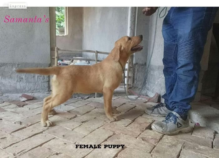 DogsIndia.com Labrador Retriever Dr.Atanu
