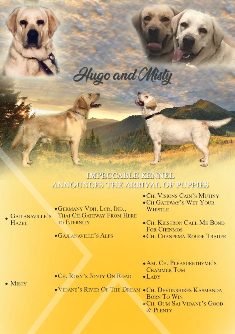 DogsIndia.com - Labrador Retriever - Impeccable Kennels - Balkaram