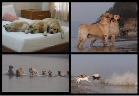 DogsIndia.com - Labrador Retriever - Bessies Kennel