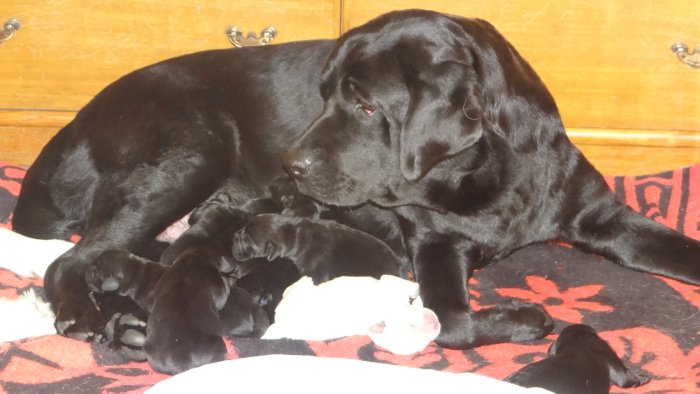 DogsIndia.com - Labrador Retriever - Bessies Kennel