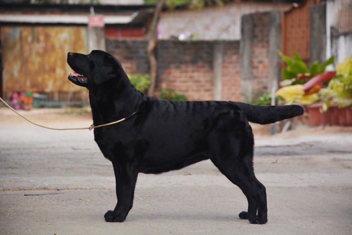 DogsIndia.com - Labrador Retriever - Bessies Kennel