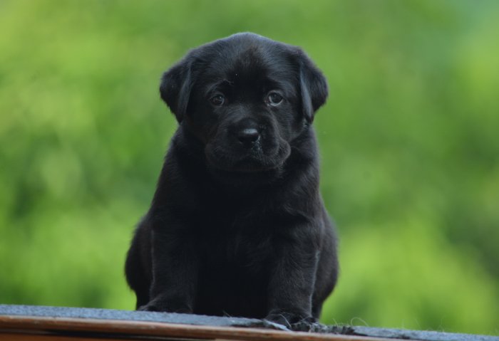 DogsIndia.com - Labrador Retriever - Bessies Kennel