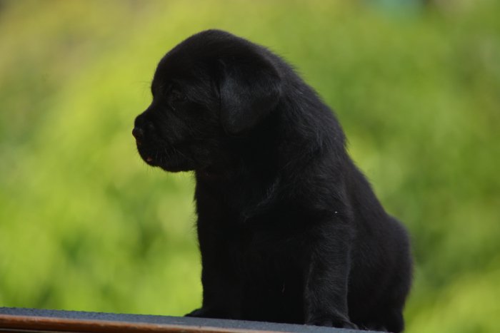 DogsIndia.com - Labrador Retriever - Bessies Kennel