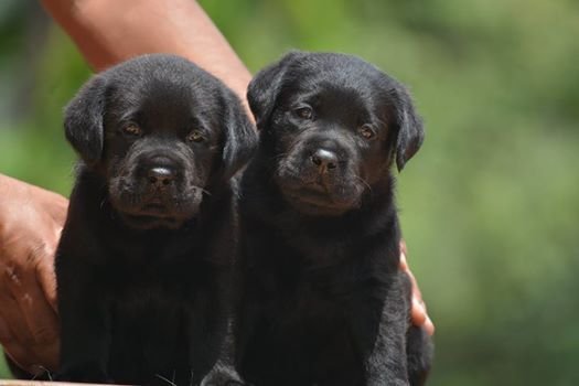 DogsIndia.com - Labrador Retriever - Bessies Kennel