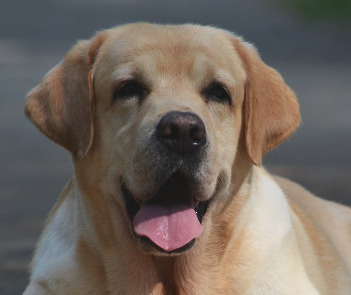 DogsIndia.com - Labrador Retriever - Bessies Kennel