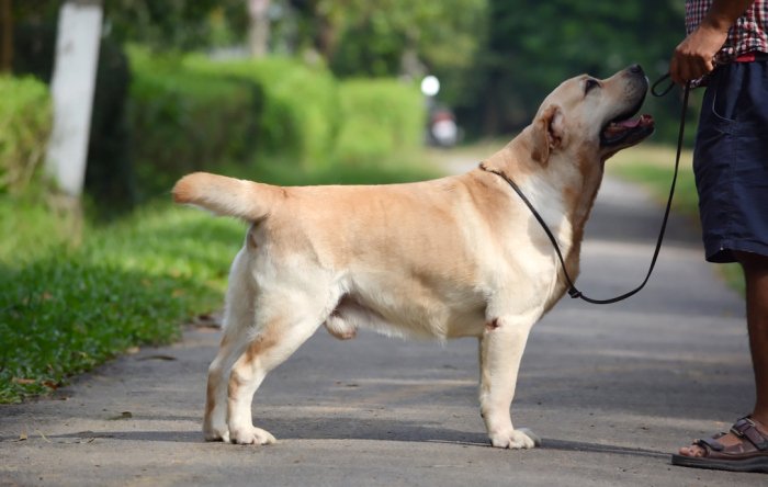 DogsIndia.com - Labrador Retriever - Bessies Kennel