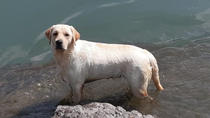 DogsIndia.com Labrador Retriever Rangehill Labradors Brijesh