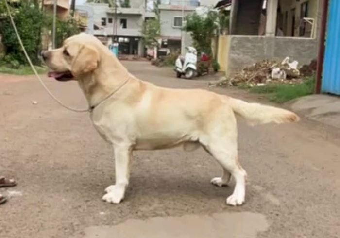 DogsIndia.com Labrador Retriever Rangehill Labradors Brijesh