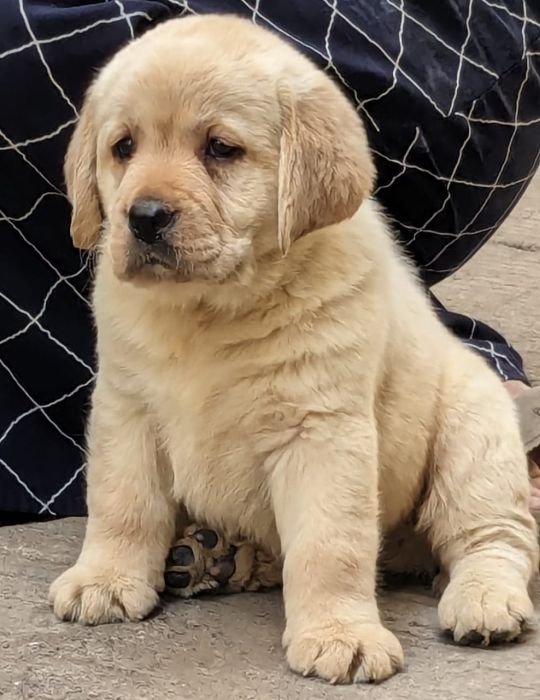 DogsIndia.com Labrador Retriever Rangehill Labradors Brijesh