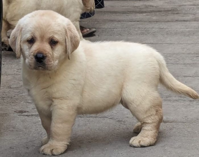 DogsIndia.com Labrador Retriever Rangehill Labradors Brijesh