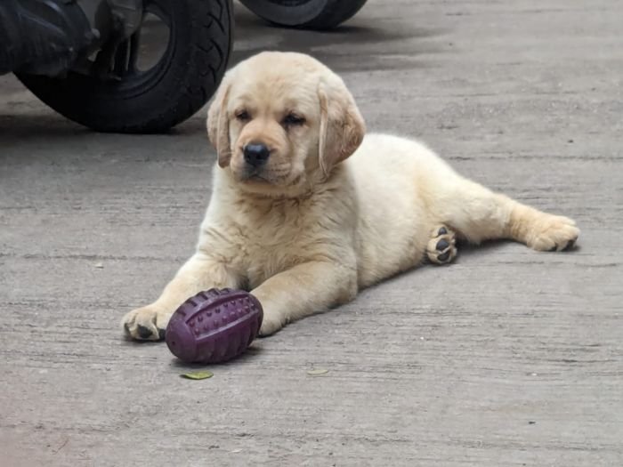 DogsIndia.com  Labrador Retriever  Rangehill Labradors  Brijesh