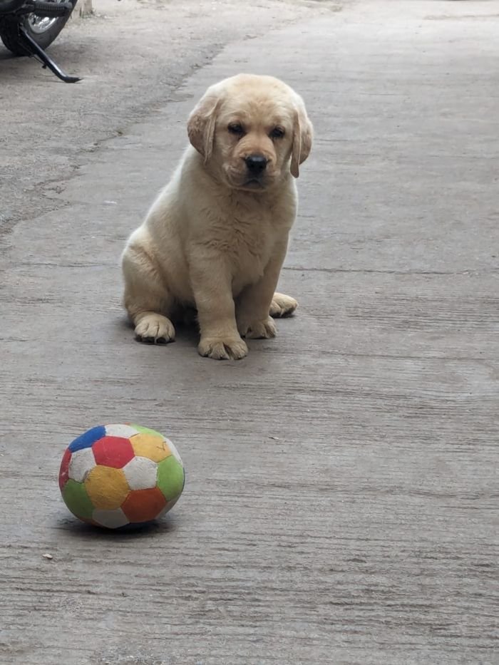 DogsIndia.com  Labrador Retriever  Rangehill Labradors  Brijesh