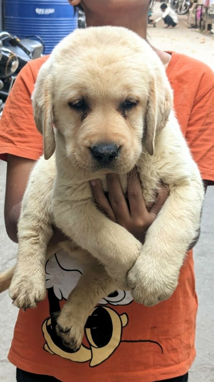 DogsIndia.com  Labrador Retriever  Rangehill Labradors  Brijesh