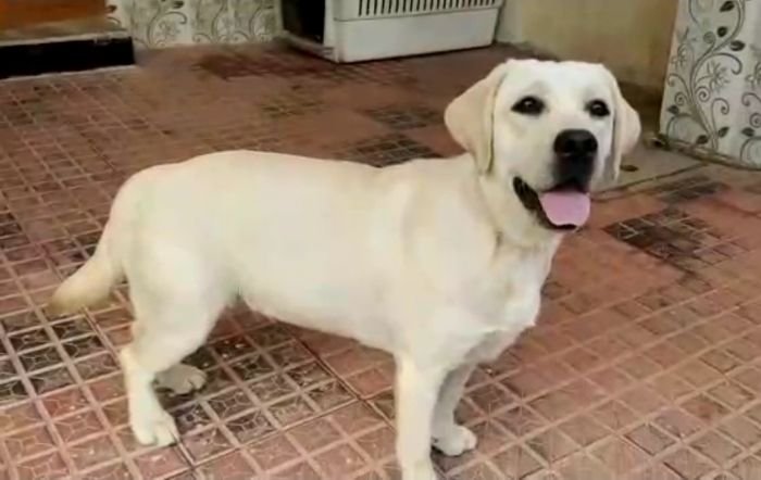 DogsIndia.com  Labrador Retriever  Rangehill Labradors  Brijesh