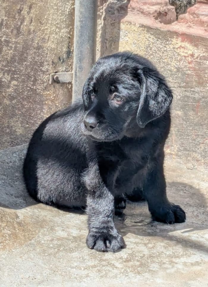 DogsIndia.com  Labrador Retriever  Rangehill Labradors  Brijesh