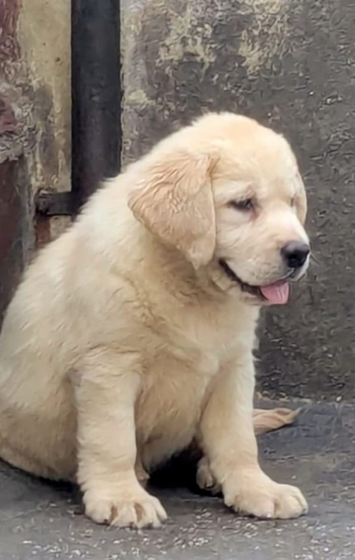 DogsIndia.com  Labrador Retriever  Rangehill Labradors  Brijesh