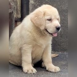 DogsIndia.com  Labrador Retriever  Rangehill Labradors  Brijesh
