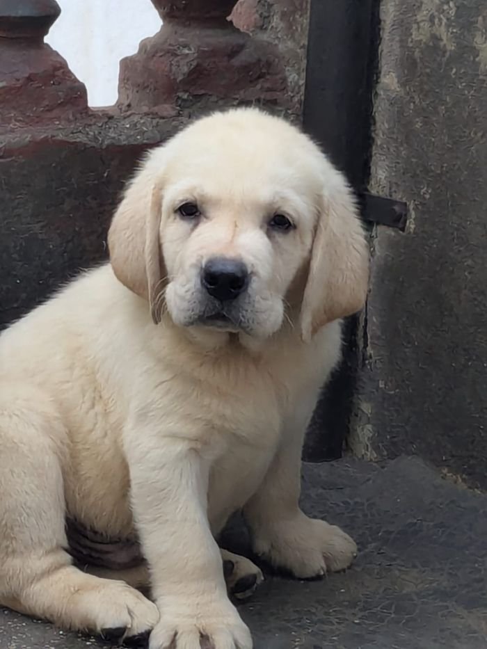 DogsIndia.com Labrador Retriever Rangehill Labradors Brijesh
