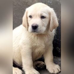 DogsIndia.com  Labrador Retriever  Rangehill Labradors  Brijesh