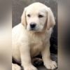 DogsIndia.com  Labrador Retriever  Rangehill Labradors  Brijesh