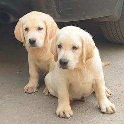 DogsIndia.com  Labrador Retriever  Rangehill Labradors  Brijesh