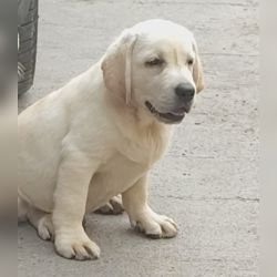 DogsIndia.com  Labrador Retriever  Rangehill Labradors  Brijesh