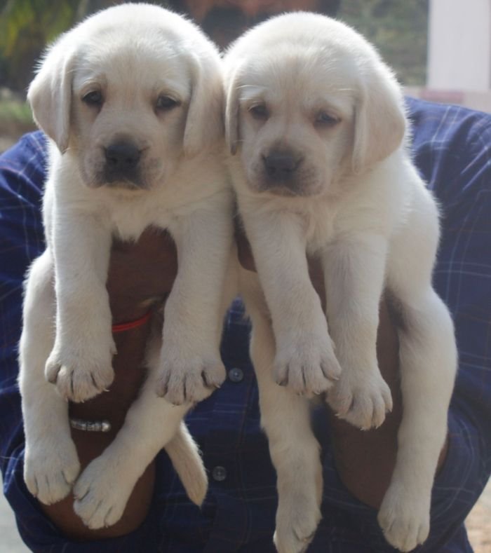DogsIndia.com - Labrador Retriever - Crossfield's