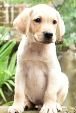 DogsIndia.com - Labrador Retriever - Derick