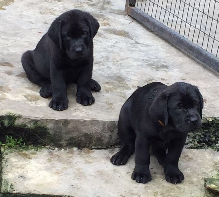 DogsIndia.com - Labrador Retriever - Kasmanda Kennel