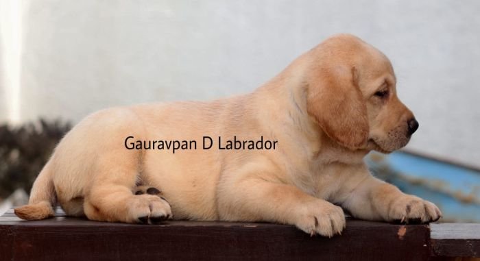 DogsIndia.com - Labrador Retriever - Gauravpan D Labradors