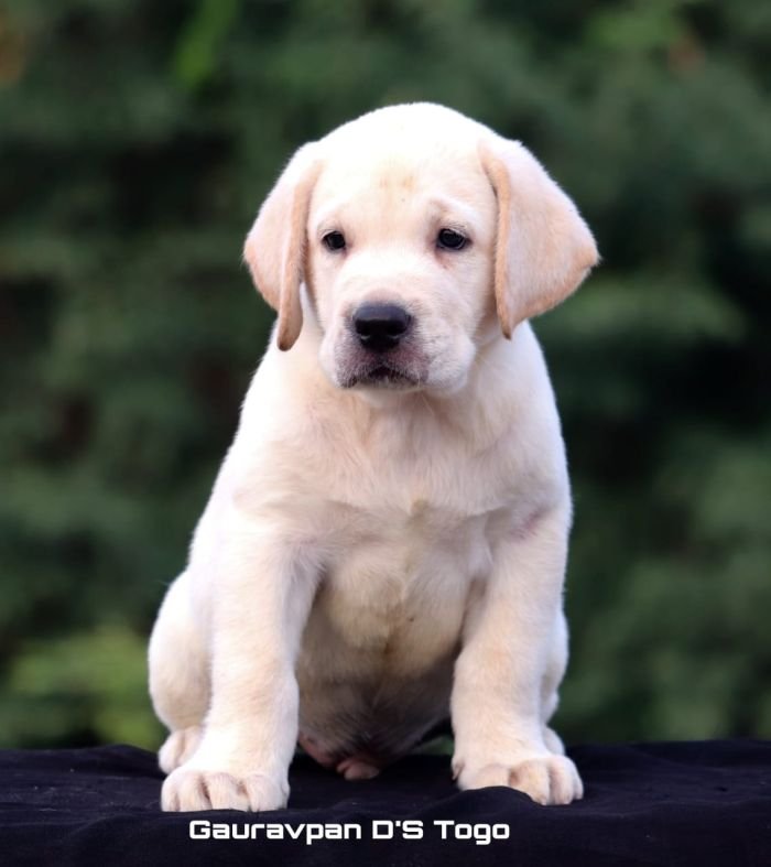 DogsIndia.com - Labrador Retriever - Gauravpan D Labradors